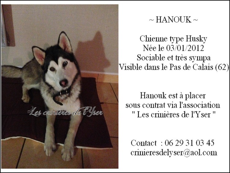 [Adoptée] HANOUK - Chienne type Husky de 11 mois à adopter (62) Hanouk10