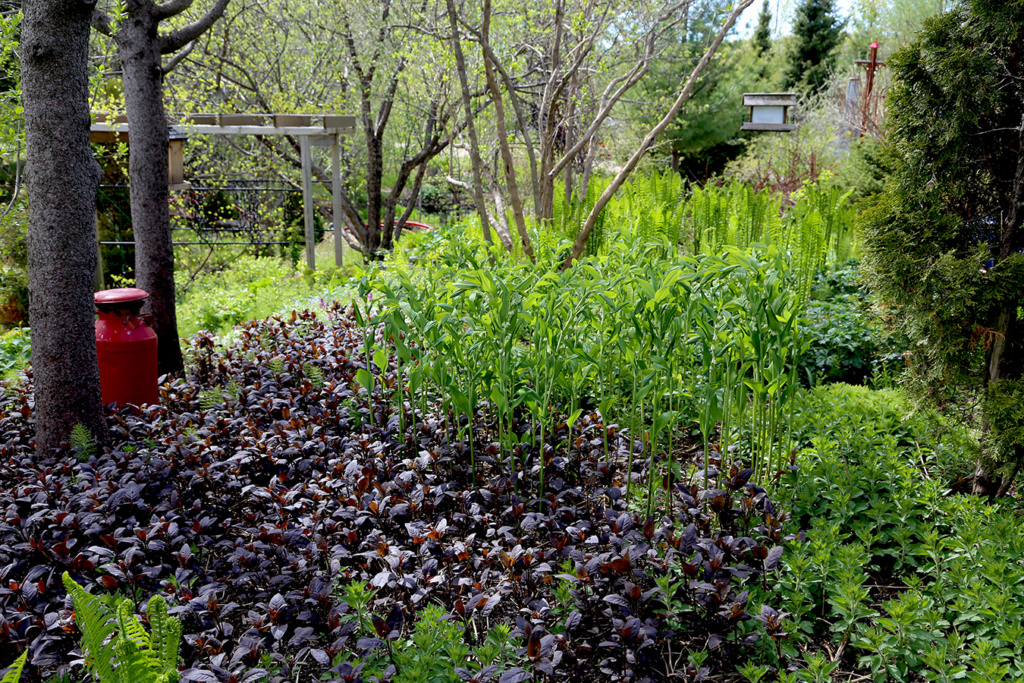 LES JARDINS DE ST-ÉLYSÉE DE BERSIMIS - SAISON 2021 - Page 6 Bersi112