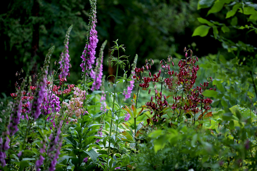 LES JARDINS DE ST-ÉLYSÉE DE BERSIMIS - SAISON 2021 - Page 10 Bersi362