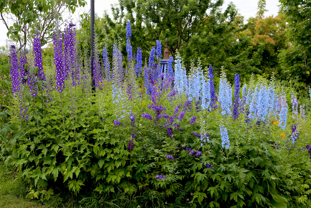 LES JARDINS DE ST-ÉLYSÉE DE BERSIMIS - SAISON 2022 Bersi633