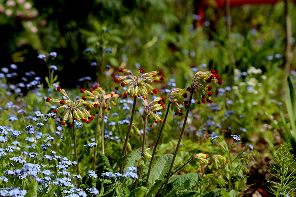 LES JARDINS DE ST-ÉLYSÉE DE BERSIMIS - SAISON 2021 - Page 6 Bersim76