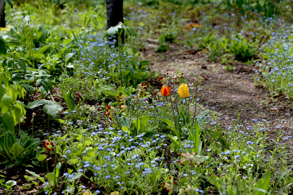 LES JARDINS DE ST-ÉLYSÉE DE BERSIMIS - SAISON 2021 - Page 6 Bersim77