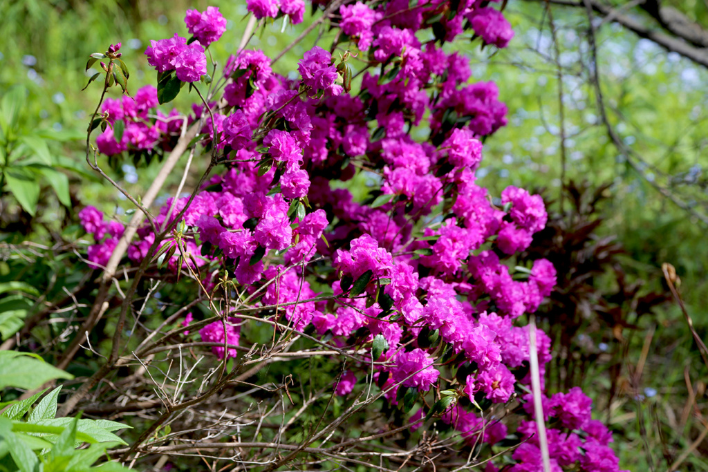 LES JARDINS DE ST-ÉLYSÉE DE BERSIMIS - SAISON 2021 - Page 6 Bersim85