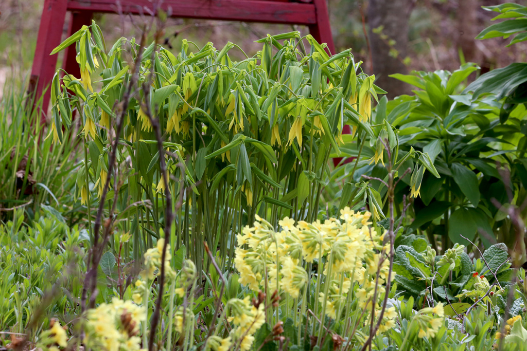 LES JARDINS DE ST-ÉLYSÉE DE BERSIMIS - SAISON 2022 - Page 5 Img_6118