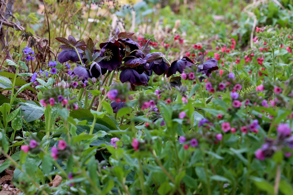 LES JARDINS DE ST-ÉLYSÉE DE BERSIMIS - SAISON 2022 - Page 5 Img_6121