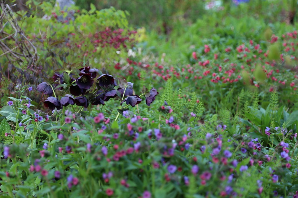 2 - LES JARDINS DE ST-ÉLYSÉE DE BERSIMIS - SAISON 2023 Img_6215