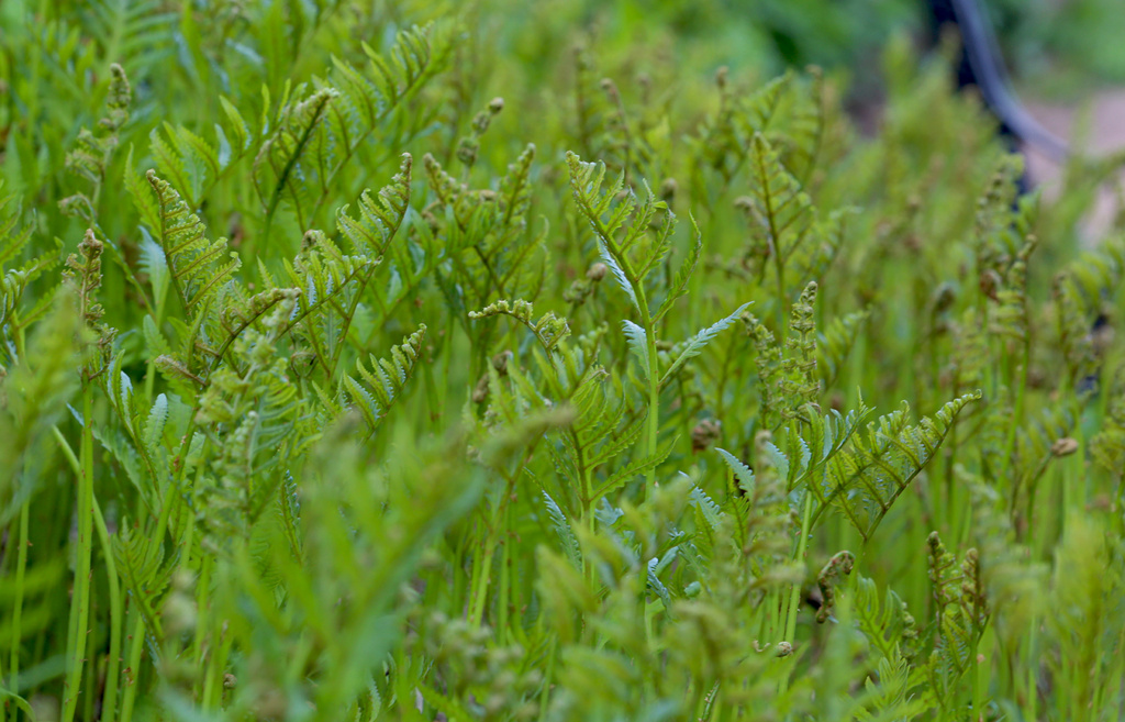 LES JARDINS DE ST-ÉLYSÉE DE BERSIMIS - SAISON 2022 - Page 5 Img_6319