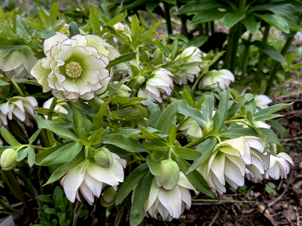 LES JARDINS DE ST-ÉLYSÉE DE BERSIMIS - SAISON 2023 - Page 3 Img_6432