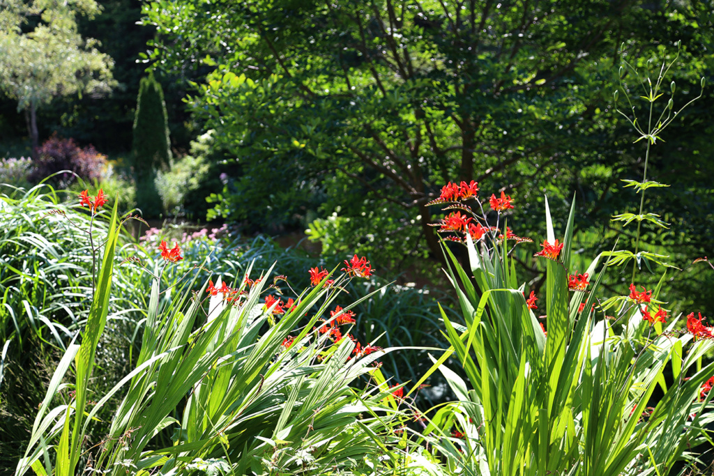 LES JARDINS DE ST-ÉLYSÉE DE BERSIMIS - SAISON 2022 - Page 12 Img_8126