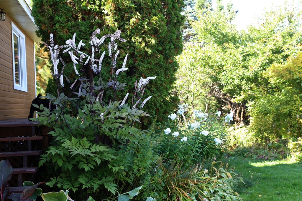 LES JARDINS DE ST-ÉLYSÉE DE BERSIMIS - SAISON 2022 - Page 14 Img_8412
