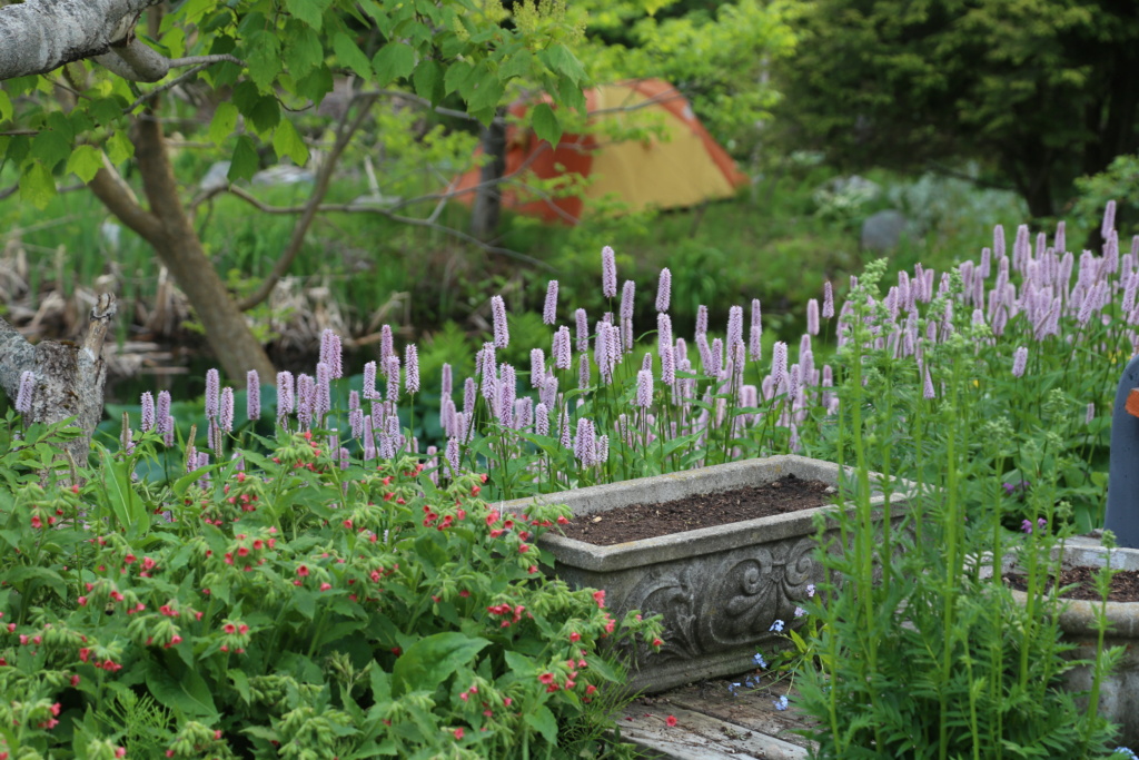 LES JARDINS DE ST-ÉLYSÉE DE BERSIMIS - SAISON 2023 - Page 6 Juin2036