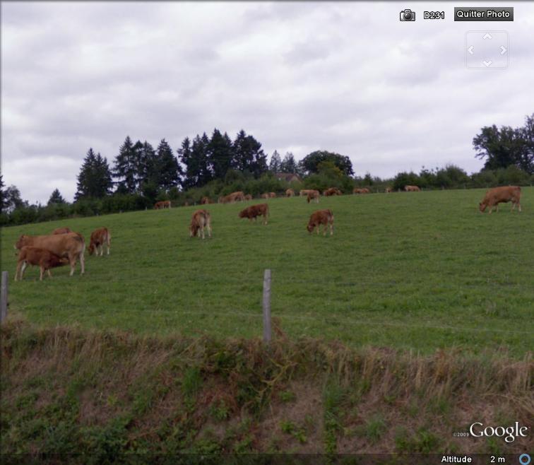 STREET VIEW : Les animaux - Page 2 Limous10