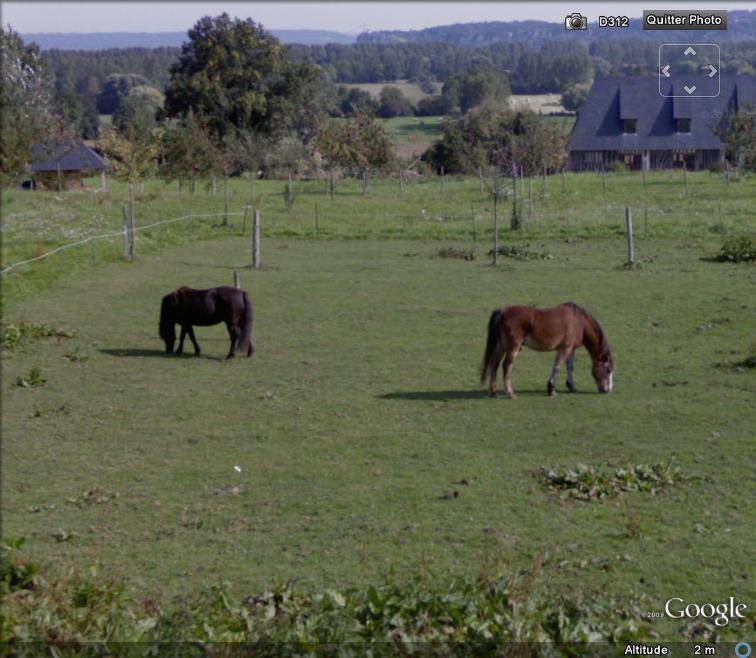 STREET VIEW : Les animaux Street10