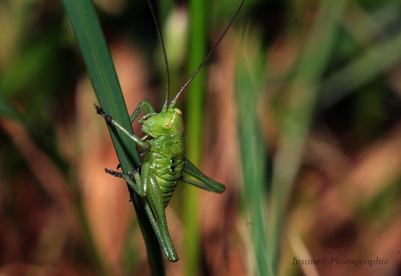 Dans l'herbe Img_8311