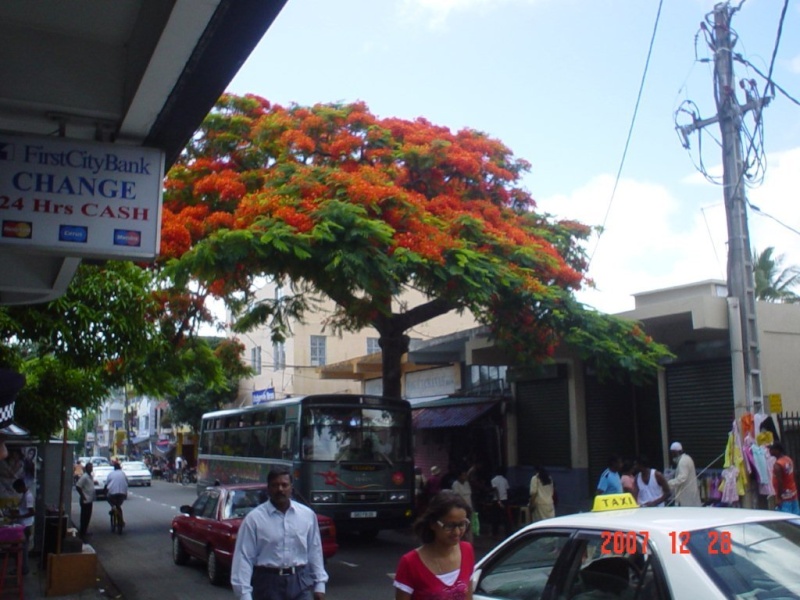 la culture du Delonix Regia pour le climat froid Dsc03910