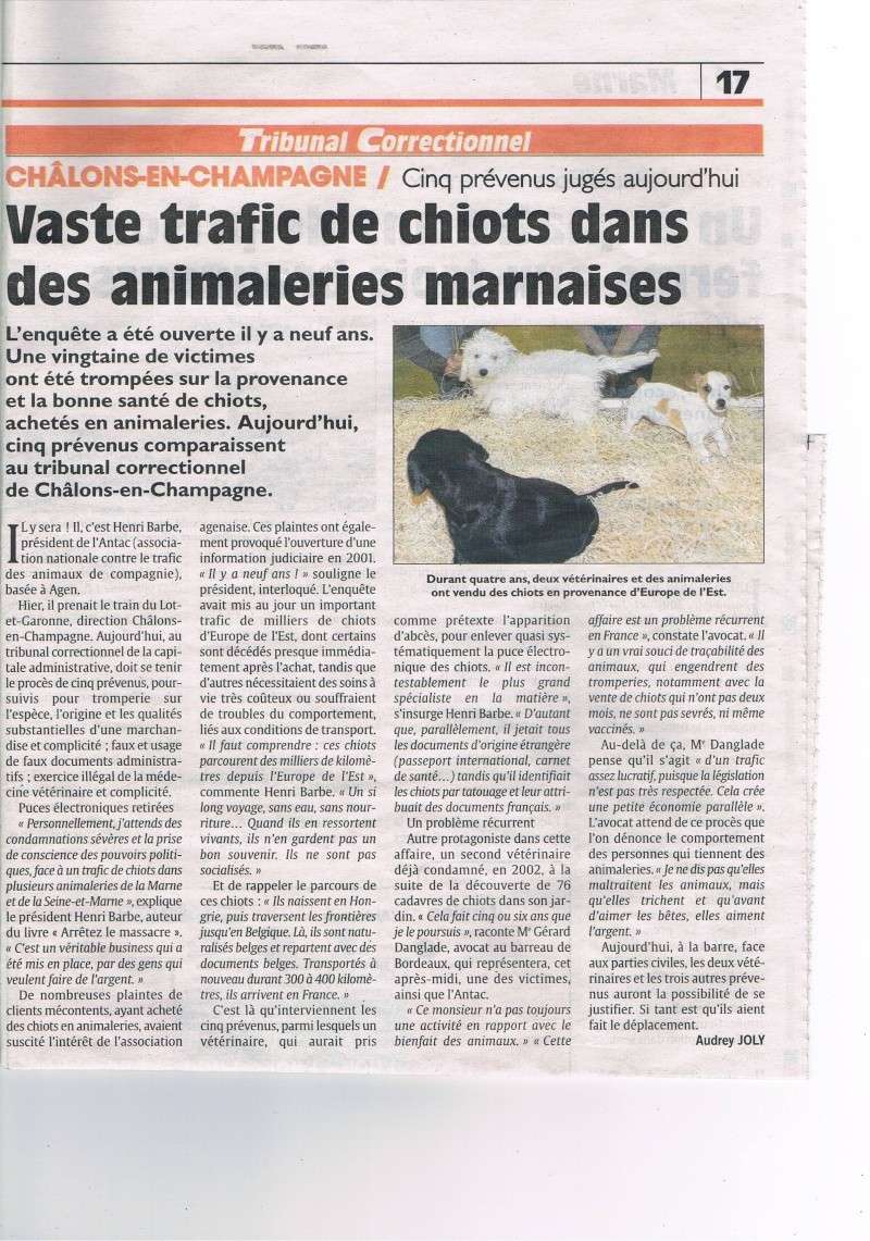 trafic de chiots en animalerie (Marne) Ccf13016