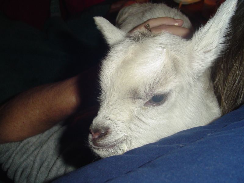 Momma goat feeding one of her babies, but not the other Dsc02117