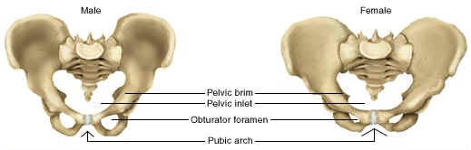 Suggustions for a more realistic appearance - Page 3 Pelvis10