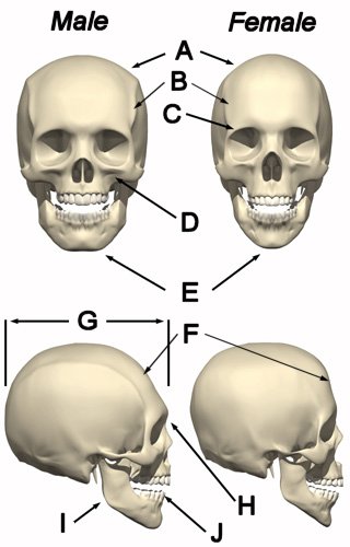 Suggustions for a more realistic appearance - Page 3 Skull110