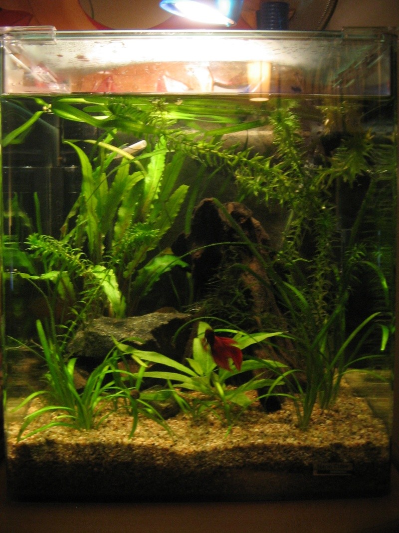 nano 30 litres pour betta et ampullaire gold Img_4519