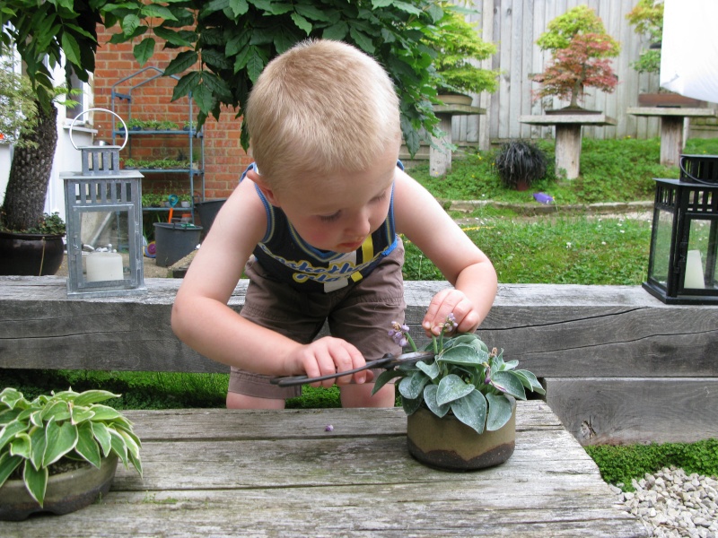 start them young Bonsai15