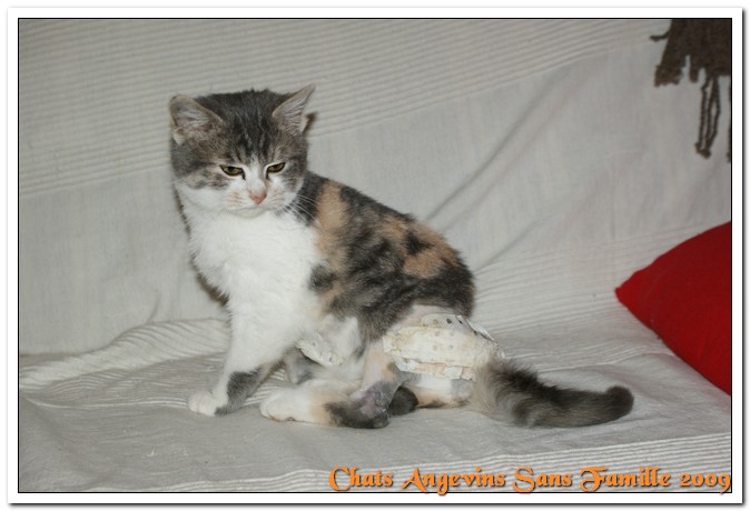 Cassie chatonne miraculée de 2 mois Asso CASF Cassie10