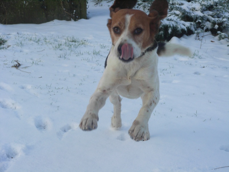 BOB, beagle mâle, 3 ans (85) Boby10