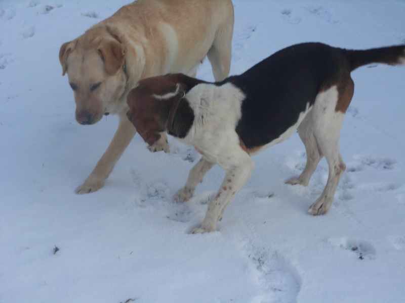 BOB, beagle mâle, 3 ans (85) Boby210