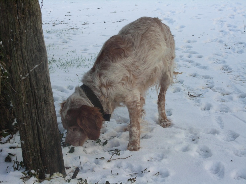 85 - PILOU 10ans 1/2 en fourriere qui ferme le 31.12....SOS !!! Pilou210