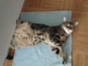DEWEY petit chaton tigré dispo en Aout 2009 - Page 3 Dsc02613