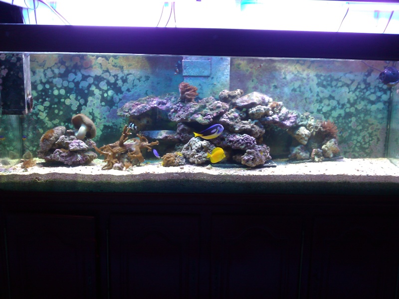 projet aquarium 700 litres jaubert - Page 3 Wp_00031
