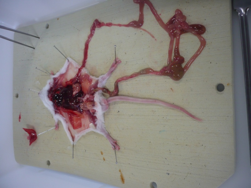 La dissection de RV... P1010411