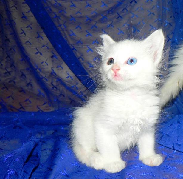 angora turc loof chatons blancs yeux impers 800 euros Angora10