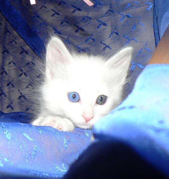 angora turc loof chatons blancs yeux impers 800 euros Angora11