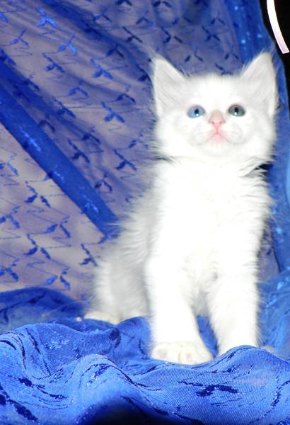 angora turc loof chatons blancs yeux impers 800 euros Angora12