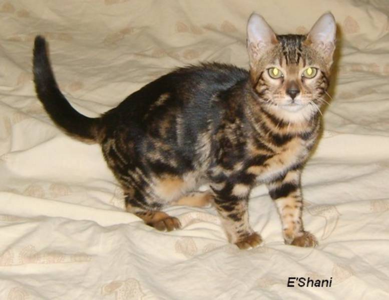 Chatons bengal loof : mâle et femelle 900 € chacun Bebe_b10