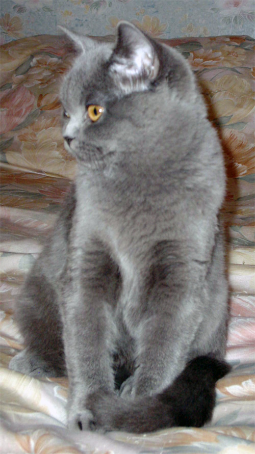 Le British shorthair Bristi10