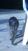 Le chartreux Chartr22