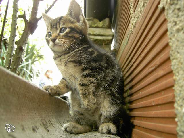 Chatons de 4 mois à donner en urgence, ni vaccinés, ni pucés Chaton20