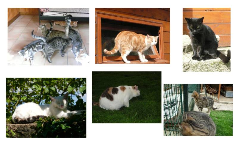 Samedi 23 janvier 2010 : Journée adoption chats Paris Chats_11