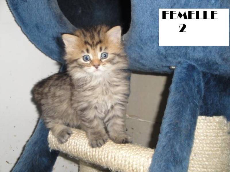 Petits maine coon à vendre 600 € non loof Femell13