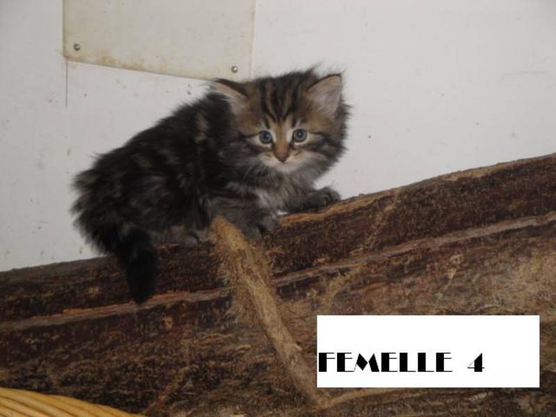 Petits maine coon à vendre 600 € non loof Femell15