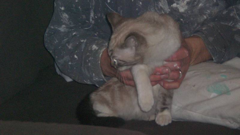 Donne chat trouvé d'environ 5 mois sur Melun (77) Minou_11