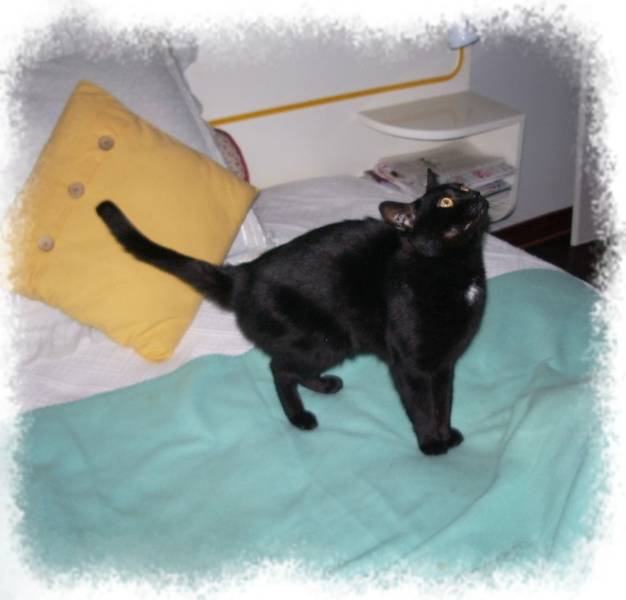 Saphyr, très beau chat noir d'un an à adopter Saphyr12