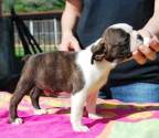 Boston Terrier 110