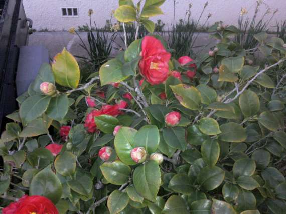 Les Camellias: variétés, floraison, culture. Saison 2012 - 2013 - Page 13 Photo016