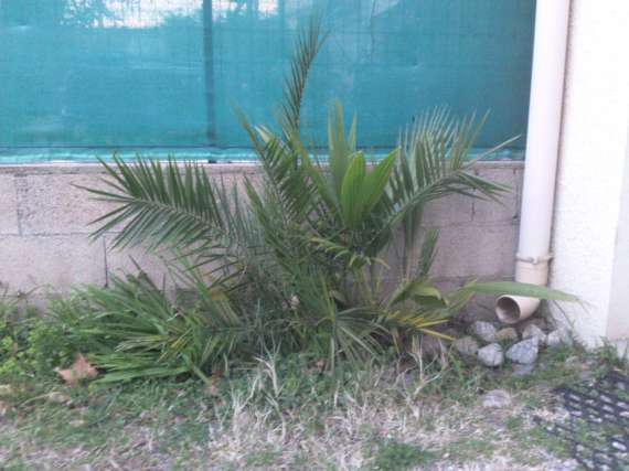 Palmiers . Photos, plantation, entretien - Page 2 Photo027