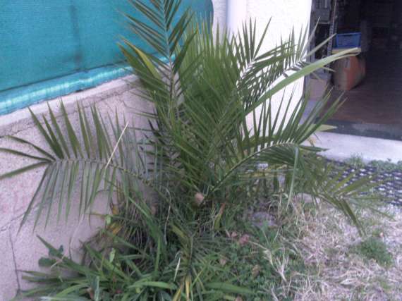 Palmiers . Photos, plantation, entretien - Page 2 Photo029