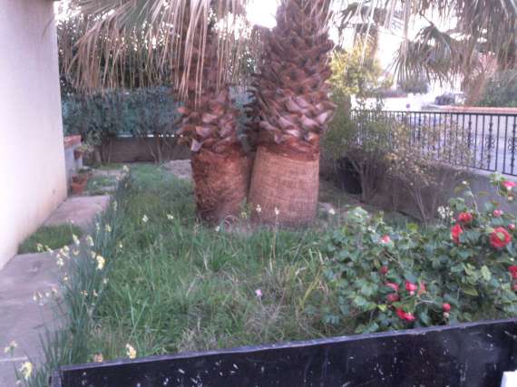 Palmiers . Photos, plantation, entretien - Page 2 Photo031