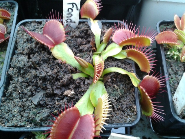 dionaea fondue 2012-113